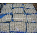 High Quality Fresh White Garlic